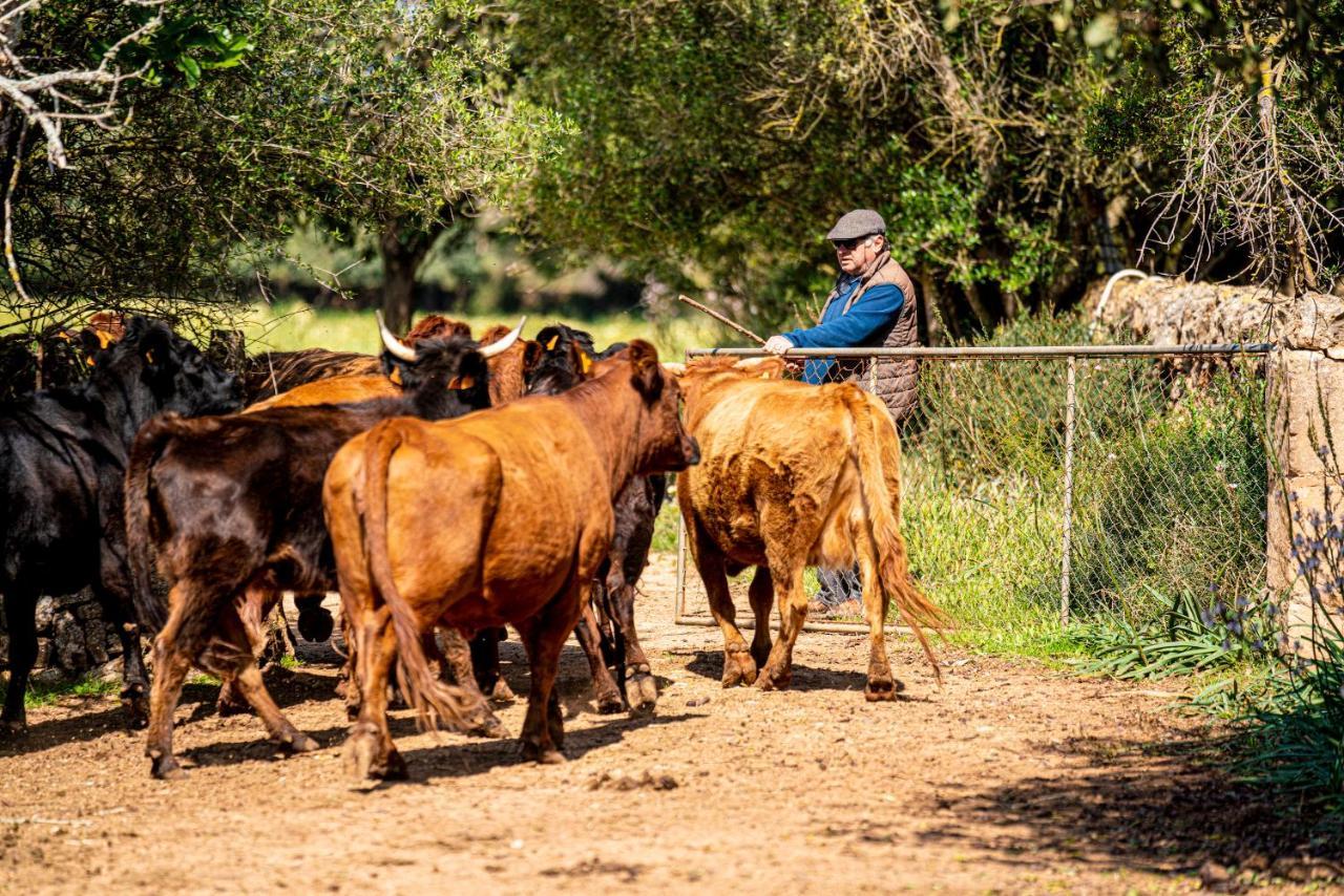 فيلانيتكس Finca Agroturismo Son Menut المظهر الخارجي الصورة
