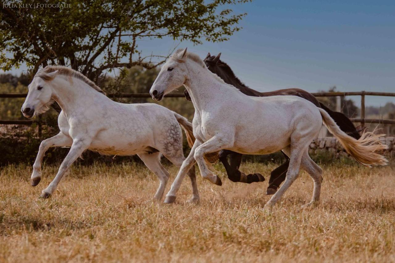 فيلانيتكس Finca Agroturismo Son Menut المظهر الخارجي الصورة